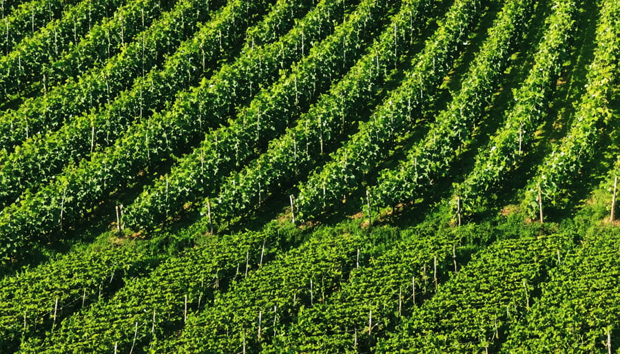 Sustainable vineyard with diverse cover crops and natural ecosystem integration