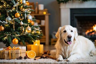 A cozy living room decorated for the holidays with a Christmas tree featuring pet-safe ornaments like dried orange slices and wooden decorations. A Golden Retriever sits calmly beside the tree, embodying the festive spirit in a safe, pet-friendly environment.