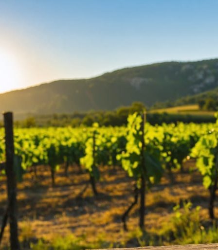 Champagne flute filled with sparkling wine set against a vibrant South Dakota vineyard backdrop, highlighting European elegance and American innovation.