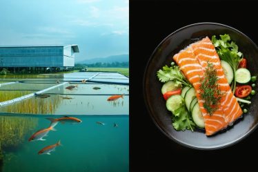 A split image illustrating sustainable tilapia's journey from aquaculture farm to a deliciously plated dish, highlighting eco-friendly farming practices and culinary benefits.