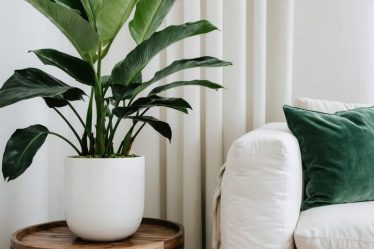 Modern living room with a ZZ plant in a sleek white ceramic pot on a wooden side table, showcasing its glossy dark green leaves and complementing the room's contemporary design.