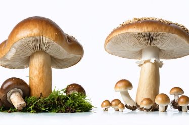 A comparison showing fresh, edible mushrooms such as portobello and shiitake on one side, outlined against microscopic harmful fungi on the other, conveying the safety of consuming properly sourced and prepared mushrooms.